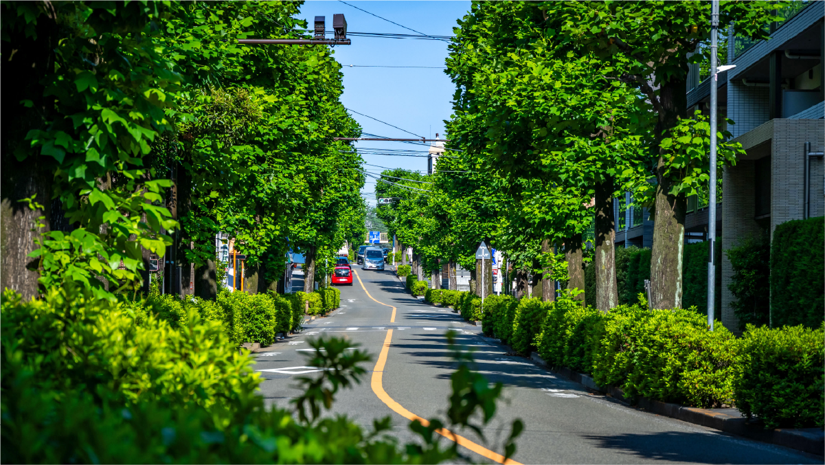 北大通りの街路樹