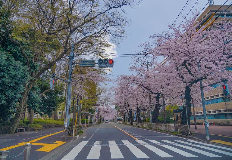 中央通り・武蔵野市役所
