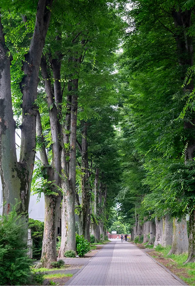 成蹊学園 けやき並木