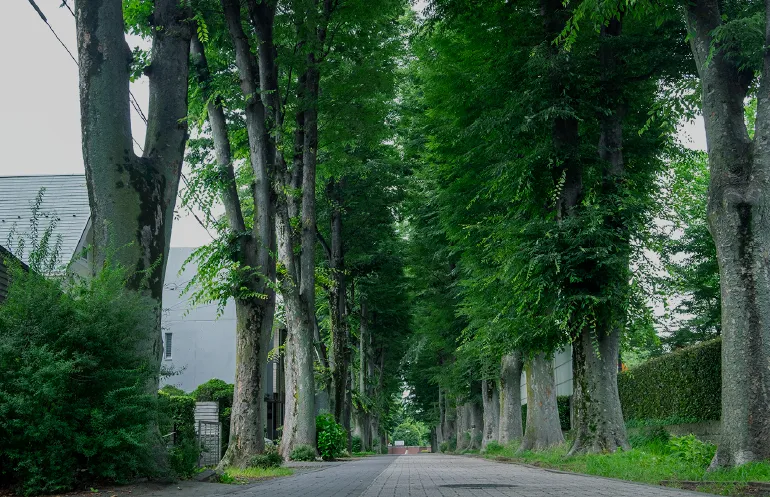 成蹊学園 けやき並木
