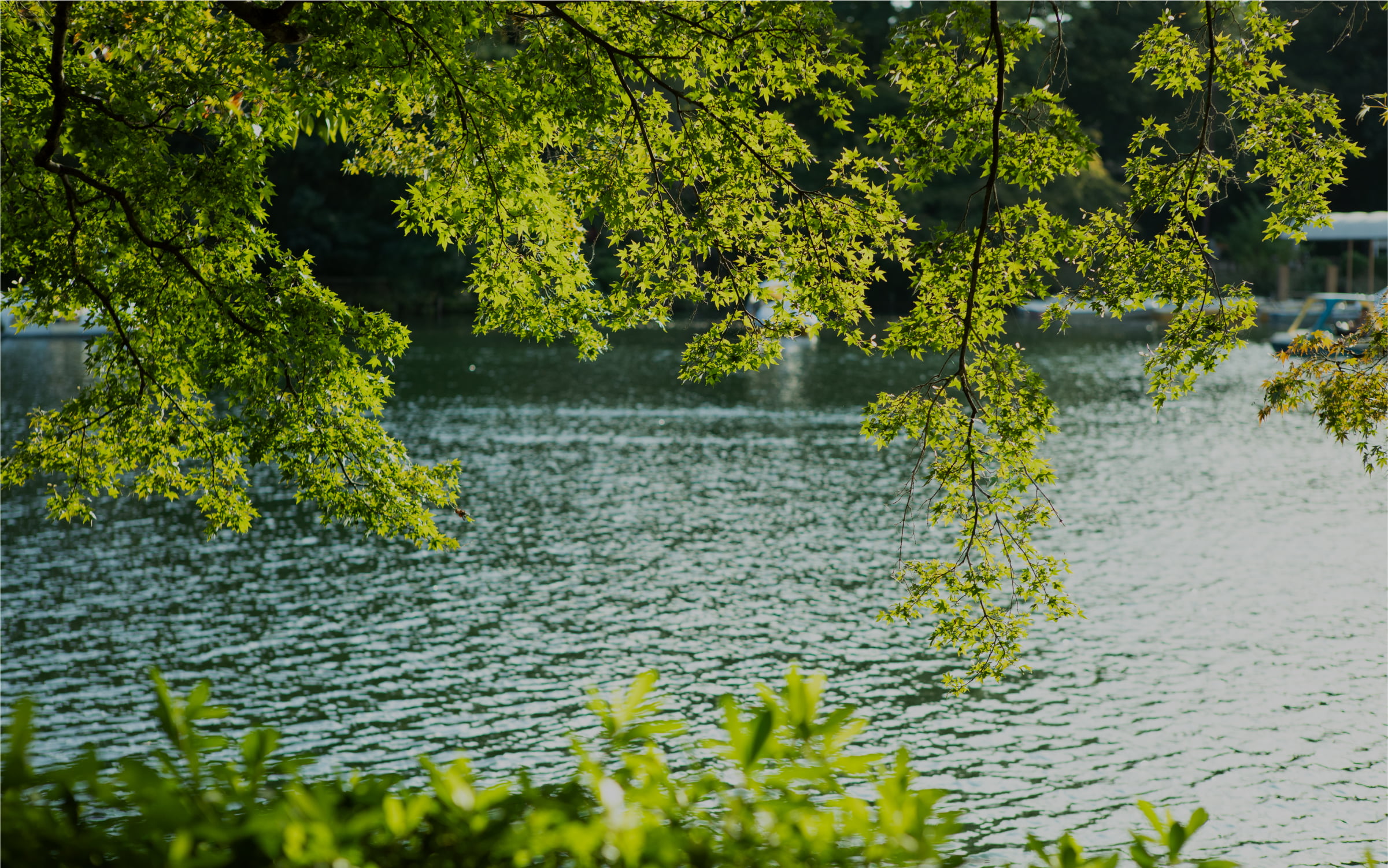 都立井の頭恩賜公園