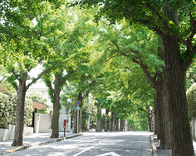 緑が豊かな道のイメージ画像