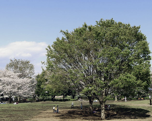 芝生と木を写したイメージ画像