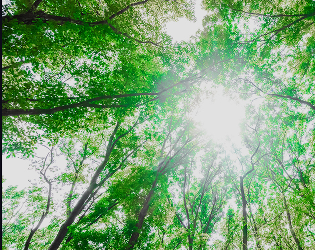 木漏れ日と森のイメージ画像