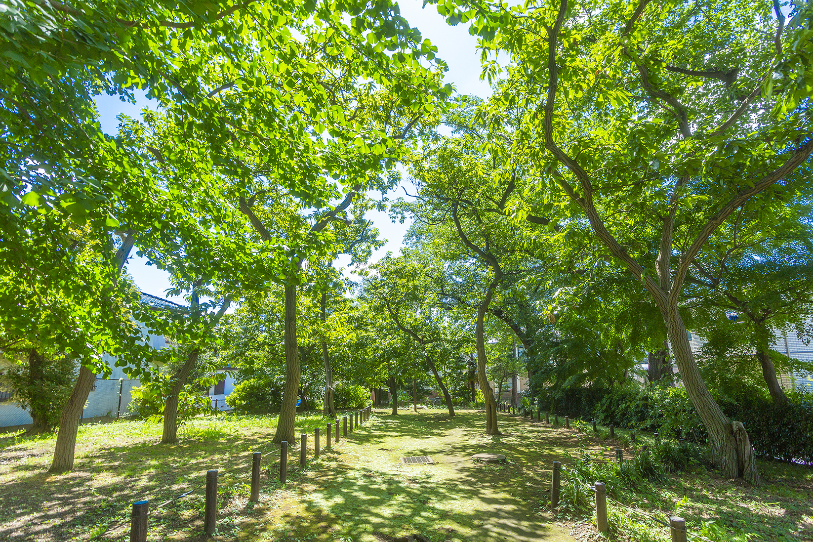 どんぐり山の森緑地
