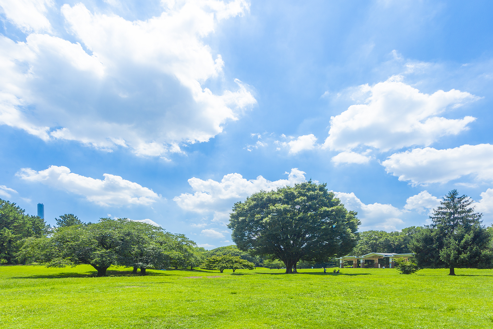 都立光が丘公園