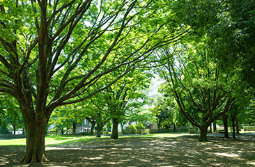 祖師谷公園