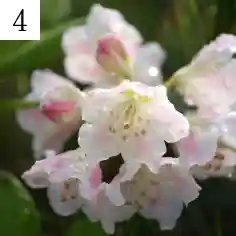 白山シャクナゲ