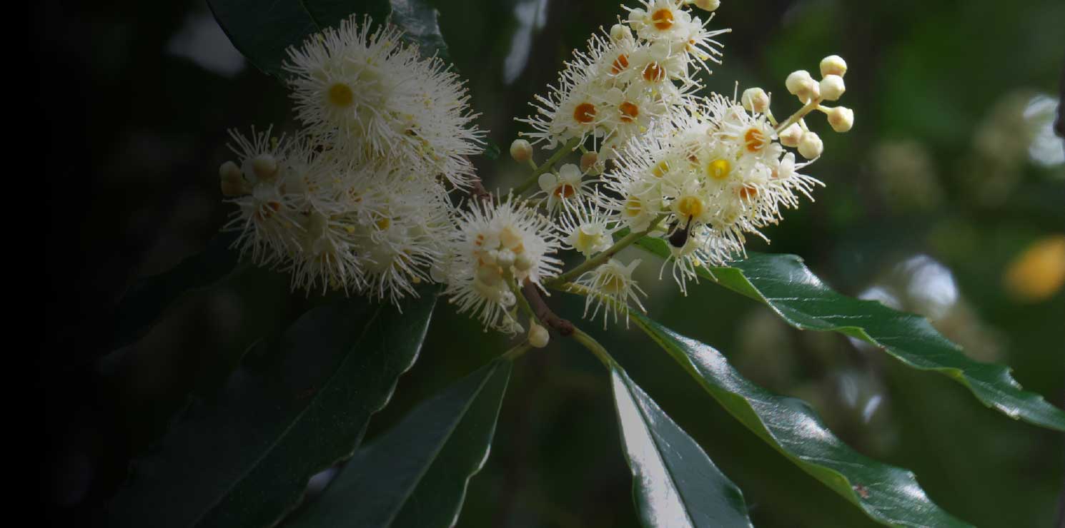 リンボク すべて参考写真