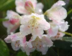 白山シャクナゲ