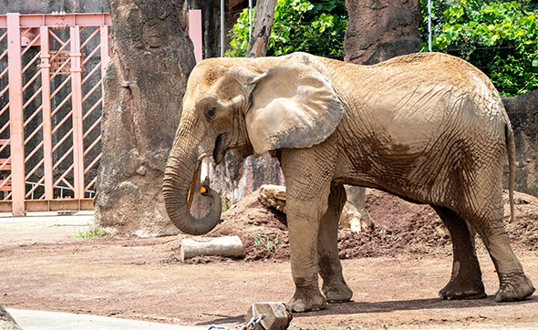 多摩動物公園