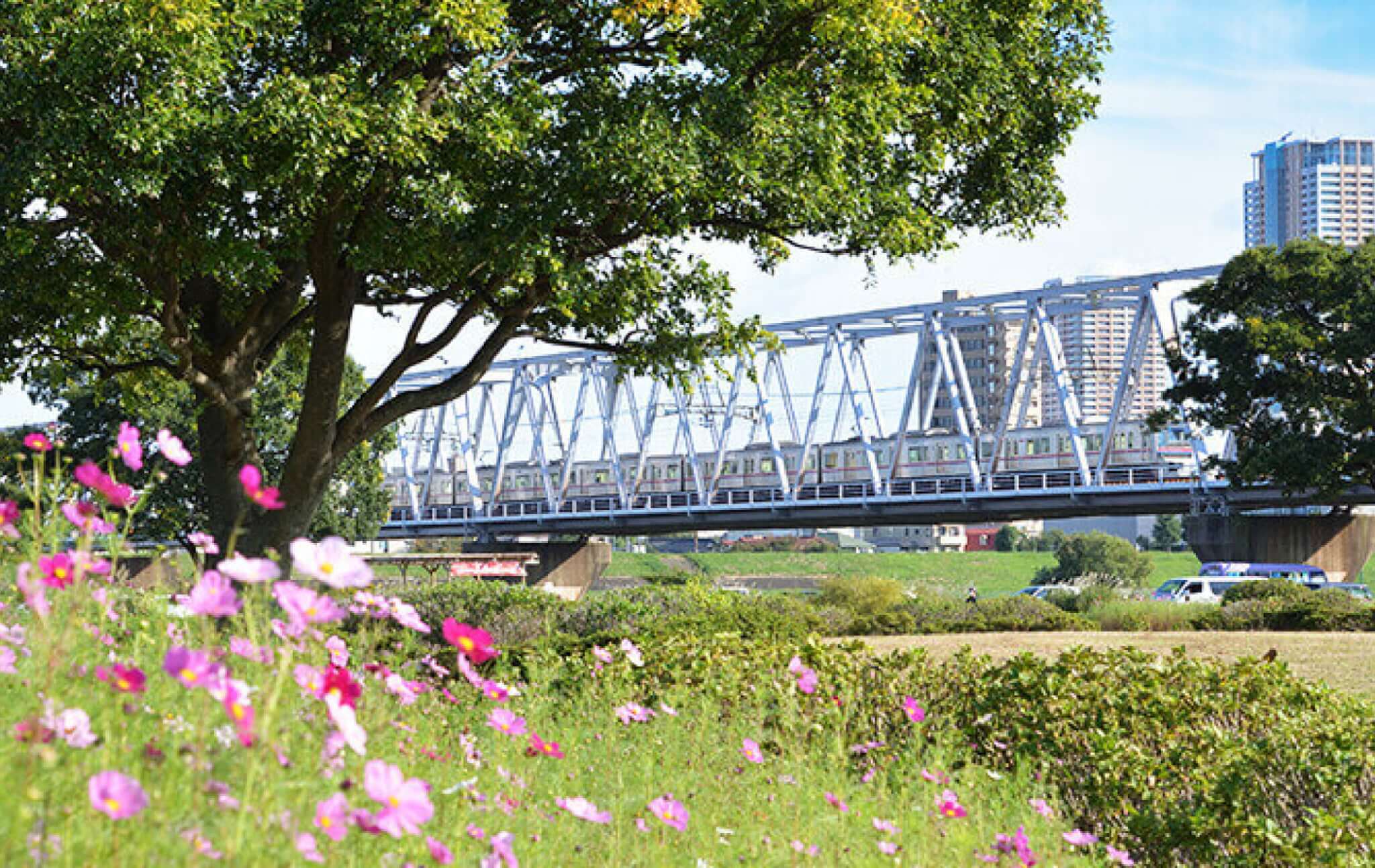 小岩菖蒲園