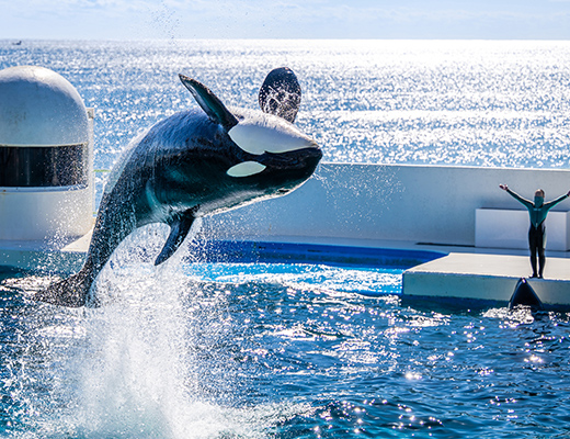 鴨川シーワールド（約77.6km）