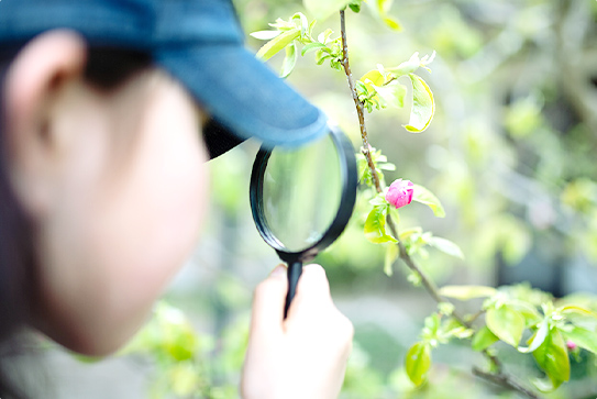 自然や生物と触れ合う植栽帯