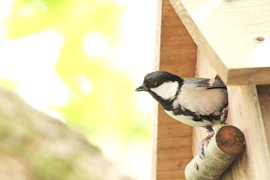 小鳥の憩いの場を設置