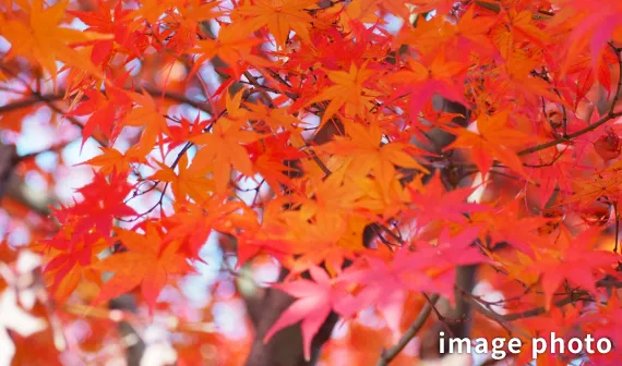 イロハモミジの写真＃イロハモミジ＃　