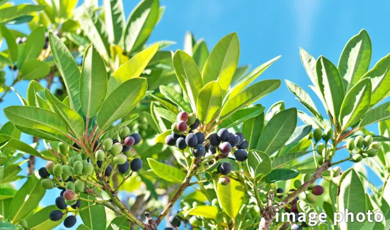 ヒメユズリハの写真＃ヒメユズリハ＃　