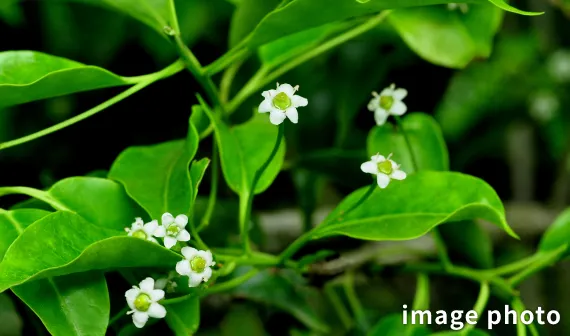 ソヨゴの写真＃ソヨゴ＃　