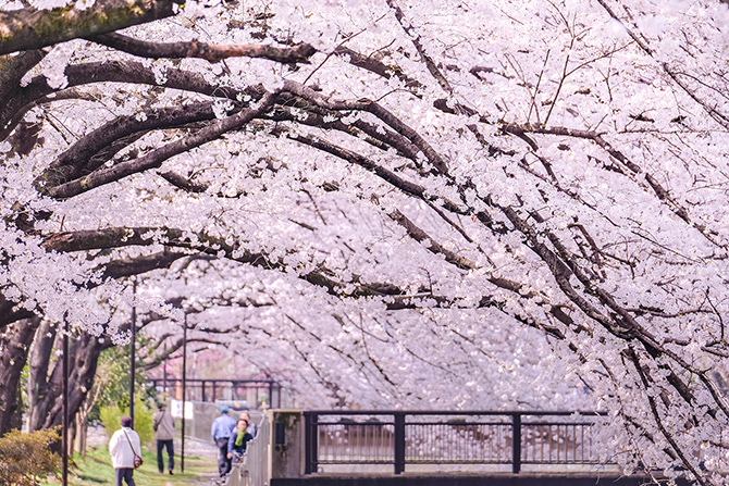 善福寺川緑地 image photo  