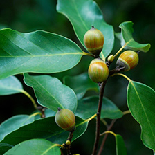 アラカシイメージ写真