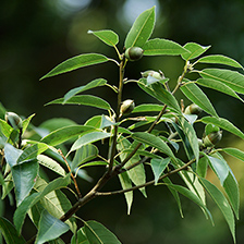 シラカシイメージ写真