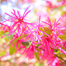 ベニバナトキワマンサクイメージ写真