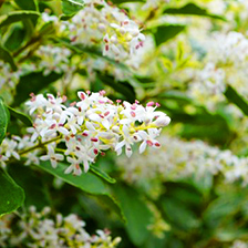 シルバープリペットイメージ写真