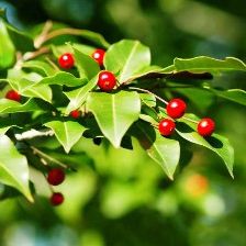 ソヨゴイメージ写真