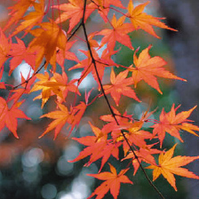 イロハモミジイメージ写真