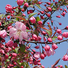 ハナカイドウイメージ写真