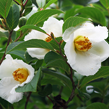 ナツツバキイメージ写真