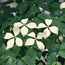 ヤマボウシイメージ写真