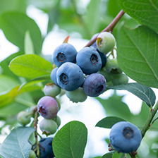 ブルーベリーイメージ写真