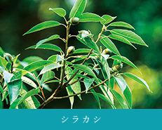 シラカシ image photo