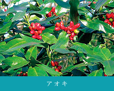 アオキ image photo