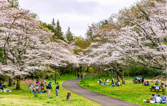 桜ヶ丘公園