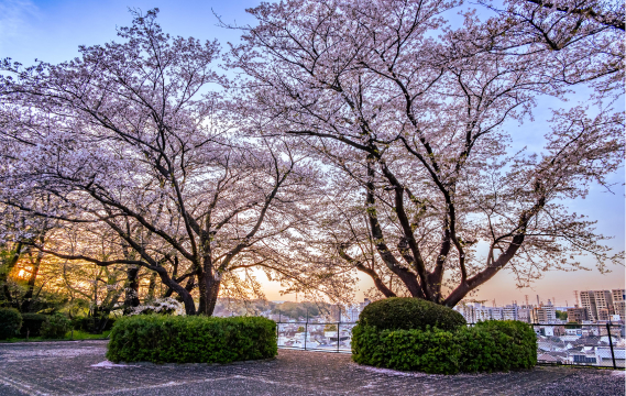 いろは坂桜公園