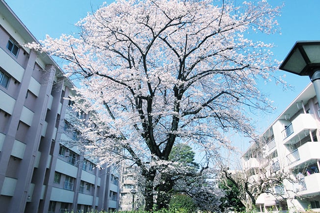 参考写真（撮影年月日/2023年3月22日）