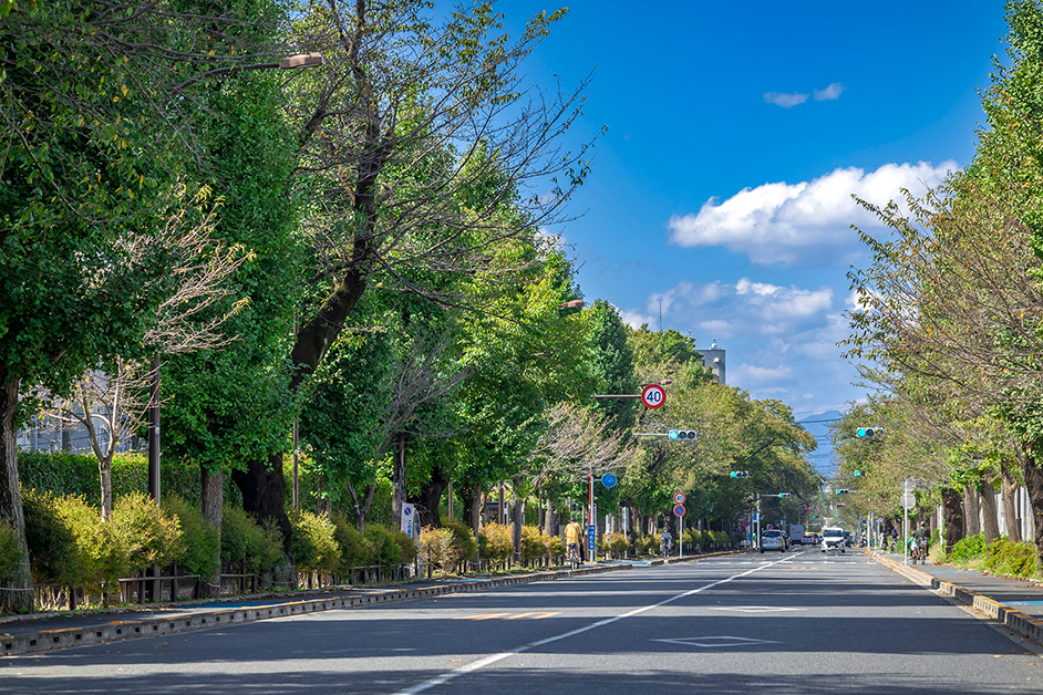 さくら通り（徒歩1〜2分/約30〜150m）
