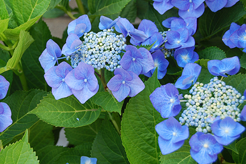 ガクアジサイ