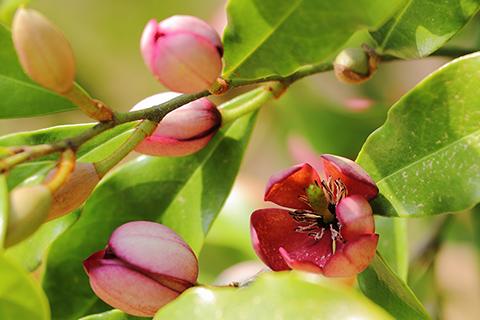 カラタネオガタマ