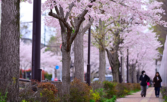 さくら通り（徒歩1〜2分/約30〜150m）