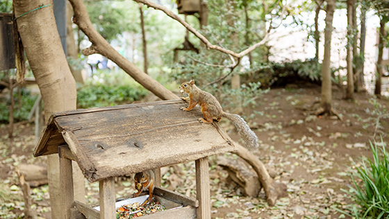 井の頭自然文化園 写真