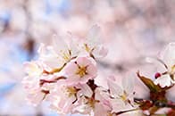 ヤマザクラ イメージ写真