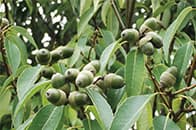 シラカシ イメージ写真