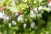 アセビ イメージ写真