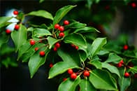 ソヨゴ イメージ写真