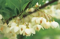 エゴノキ イメージ写真