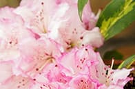 シャクナゲ イメージ写真