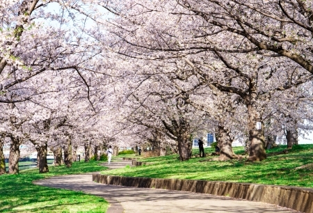 荒川赤羽桜堤緑地（約530m／徒歩7分）